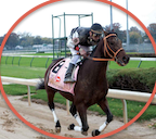 Boca Raton Horseback Riding Party Bus